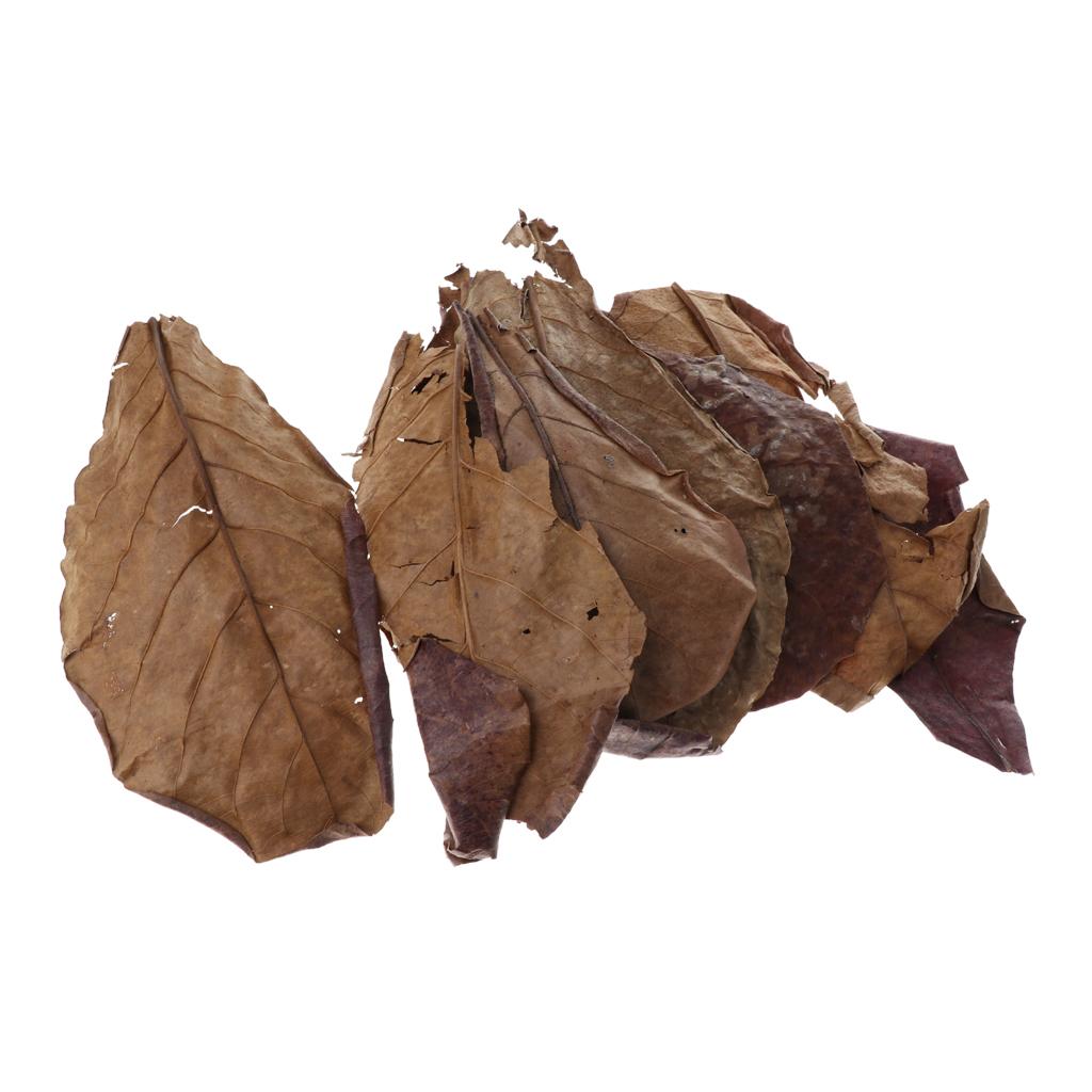 Betta Fish Tank - Folhas de Amêndoa Indiana Marrons para
