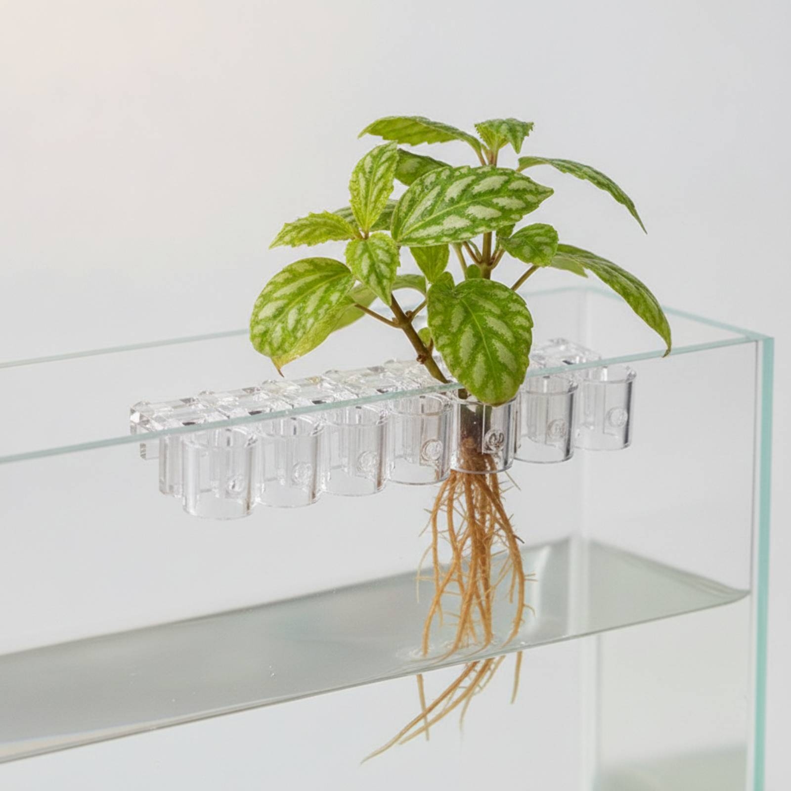 6 Peças de Suporte Hidropônico - Aquarium Plants avaliação e preço