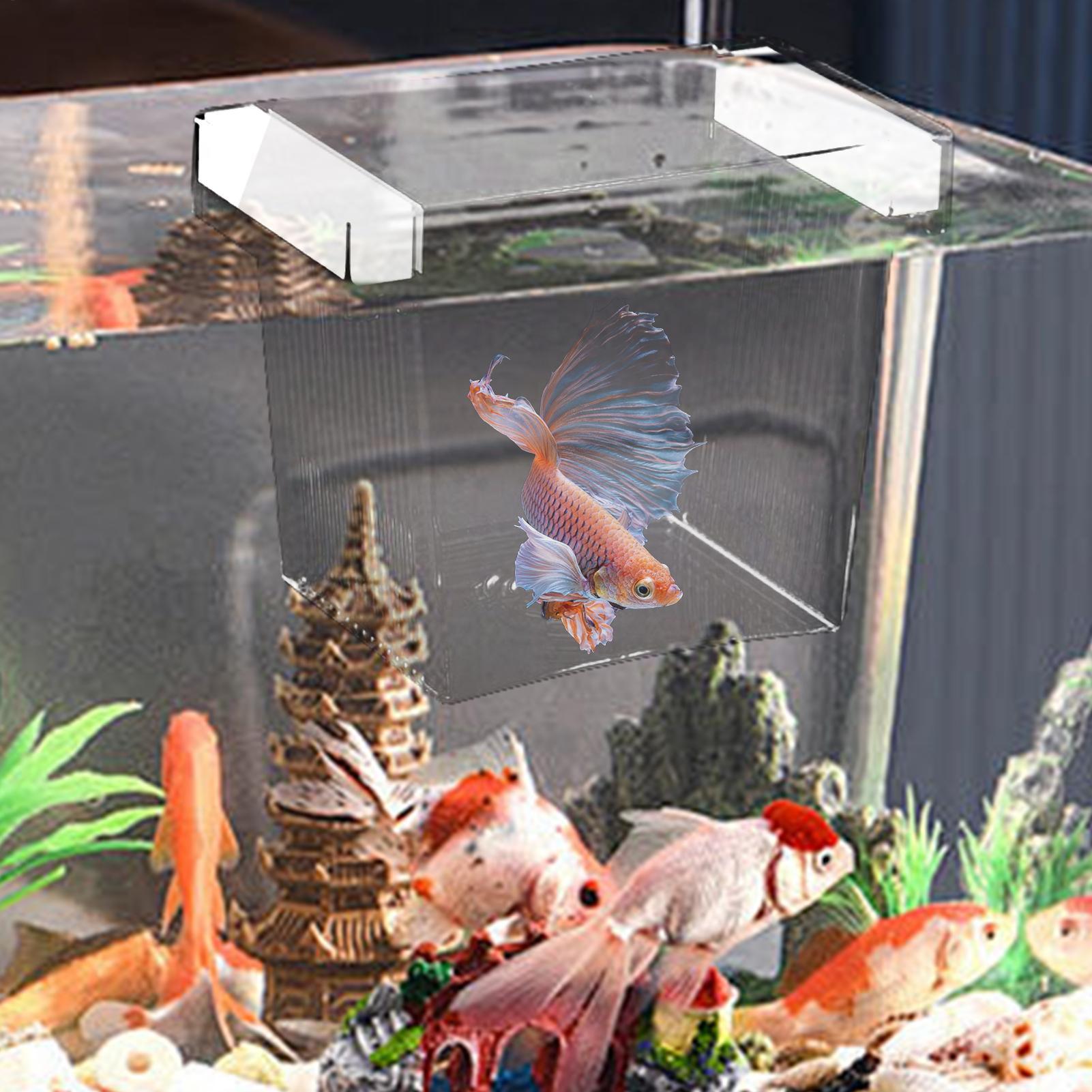 Caixa de Isolamento para Criaç - Betta Fish Tank avaliação e preço