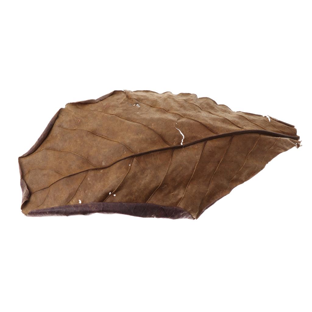 Folhas de Amêndoa Indiana Marr - Betta Fish Tank avaliação e preço